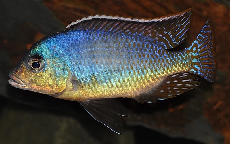 Otopharynx sp. 'spots' Sani